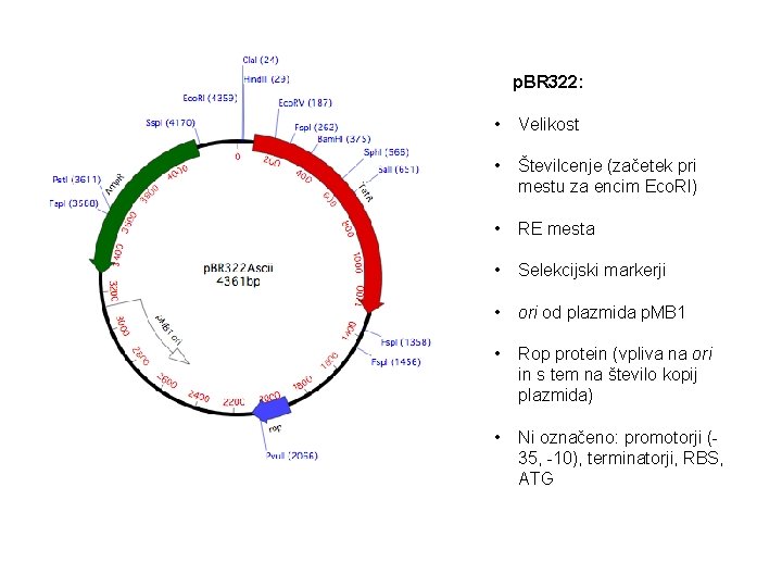 p. BR 322: • Velikost • Številcenje (začetek pri mestu za encim Eco. RI)