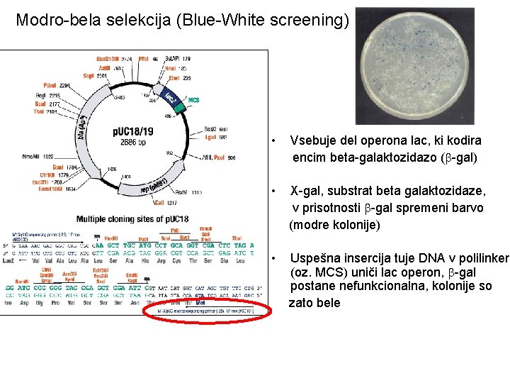 Modro-bela selekcija (Blue-White screening) • Vsebuje del operona lac, ki kodira encim beta-galaktozidazo (b-gal)