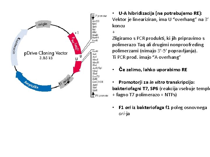  • U-A hibridizacija (ne potrebujemo RE): Vektor je lineariziran, ima U “overhang” na