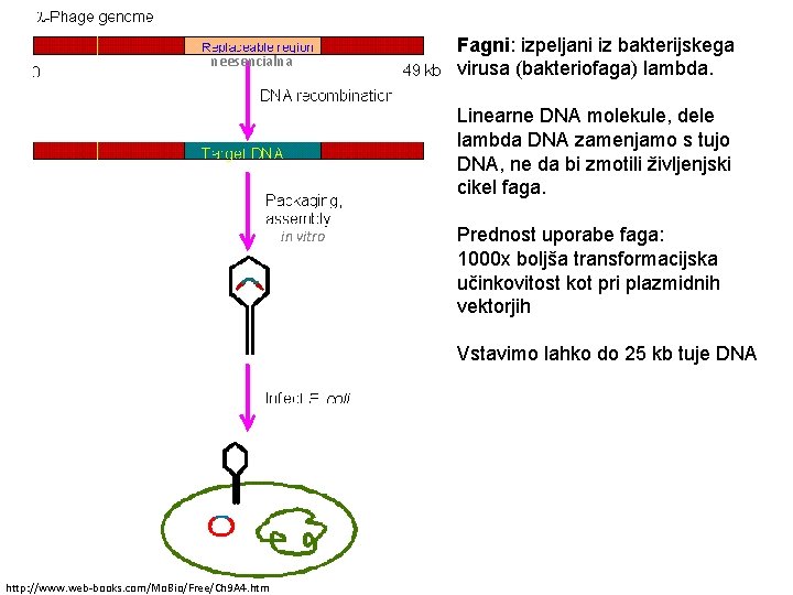 neesencialna Fagni: izpeljani iz bakterijskega virusa (bakteriofaga) lambda. Linearne DNA molekule, dele lambda DNA