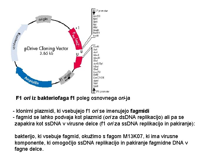F 1 ori iz bakteriofaga f 1 poleg osnovnega ori-ja - klonirni plazmidi, ki