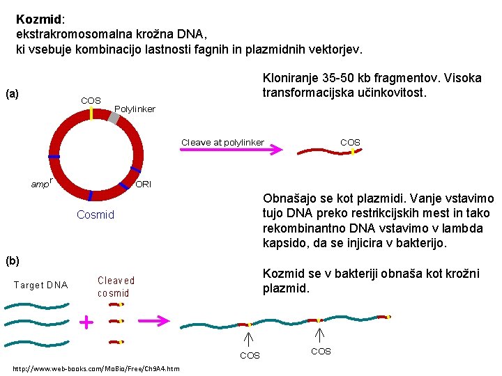 Kozmid: ekstrakromosomalna krožna DNA, ki vsebuje kombinacijo lastnosti fagnih in plazmidnih vektorjev. Kloniranje 35