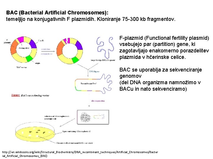 BAC (Bacterial Artificial Chromosomes): temeljijo na konjugativnih F plazmidih. Kloniranje 75 -300 kb fragmentov.