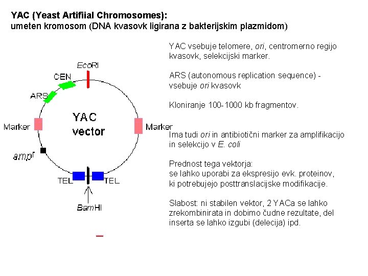 YAC (Yeast Artifiial Chromosomes): umeten kromosom (DNA kvasovk ligirana z bakterijskim plazmidom) YAC vsebuje