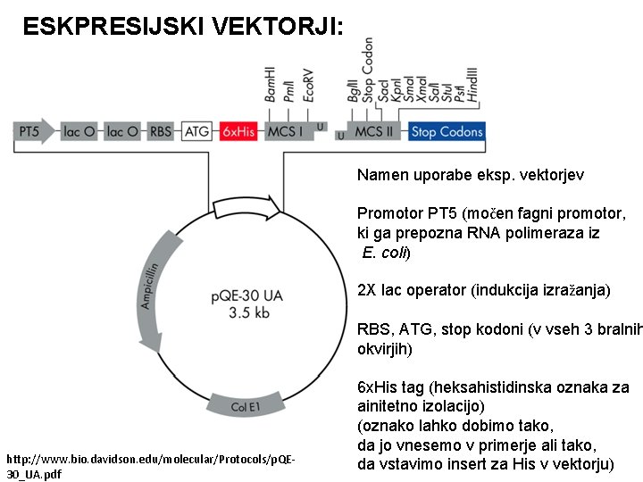 ESKPRESIJSKI VEKTORJI: Namen uporabe eksp. vektorjev Promotor PT 5 (močen fagni promotor, ki ga