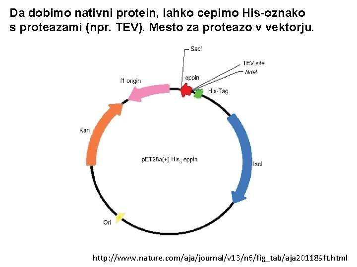 Da dobimo nativni protein, lahko cepimo His-oznako s proteazami (npr. TEV). Mesto za proteazo