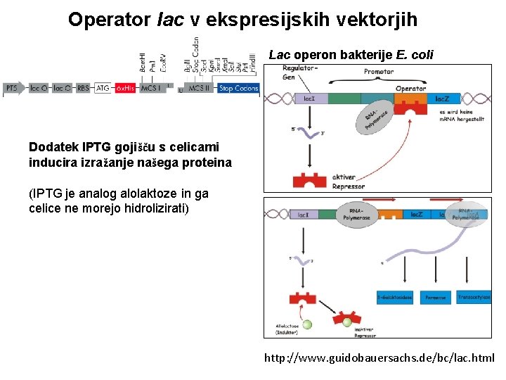 Operator lac v ekspresijskih vektorjih Lac operon bakterije E. coli Dodatek IPTG gojišču s