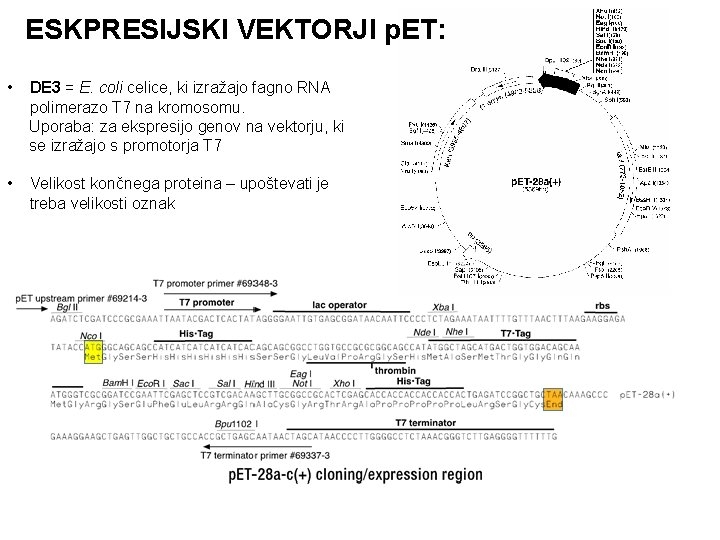 ESKPRESIJSKI VEKTORJI p. ET: • DE 3 = E. coli celice, ki izražajo fagno