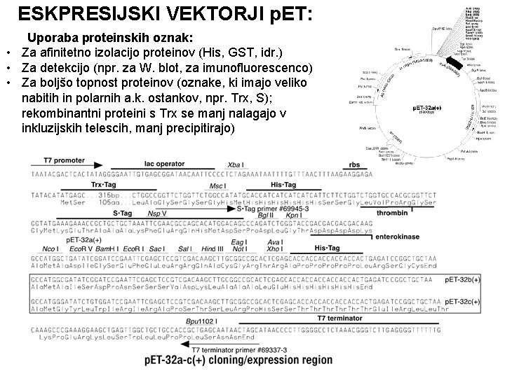 ESKPRESIJSKI VEKTORJI p. ET: Uporaba proteinskih oznak: • Za afinitetno izolacijo proteinov (His, GST,