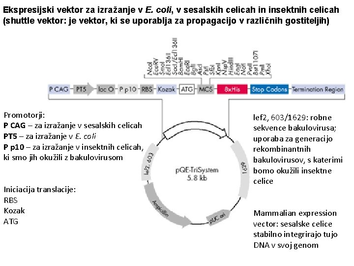 Ekspresijski vektor za izražanje v E. coli, v sesalskih celicah in insektnih celicah (shuttle