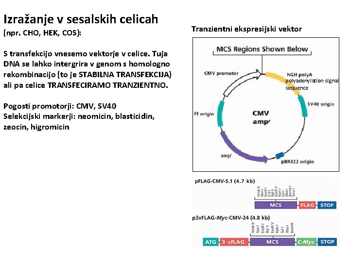 Izražanje v sesalskih celicah (npr. CHO, HEK, COS): S transfekcijo vnesemo vektorje v celice.