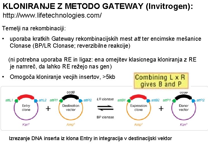 KLONIRANJE Z METODO GATEWAY (Invitrogen): http: //www. lifetechnologies. com/ Temelji na rekombinaciji: • uporaba