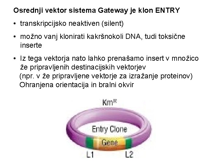 Osrednji vektor sistema Gateway je klon ENTRY • transkripcijsko neaktiven (silent) • možno vanj