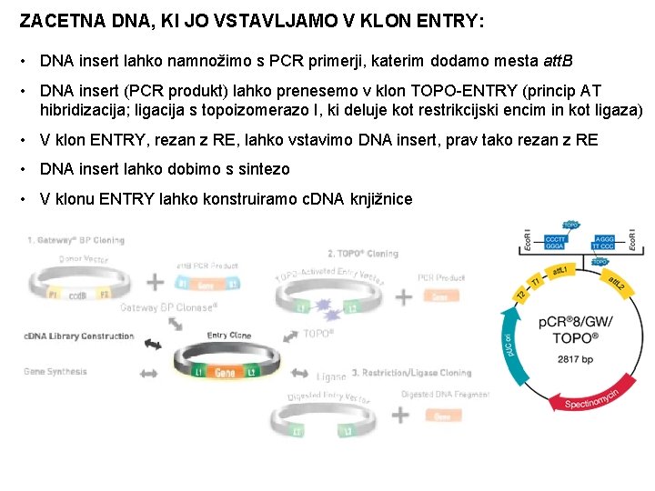 ZACETNA DNA, KI JO VSTAVLJAMO V KLON ENTRY: • DNA insert lahko namnožimo s