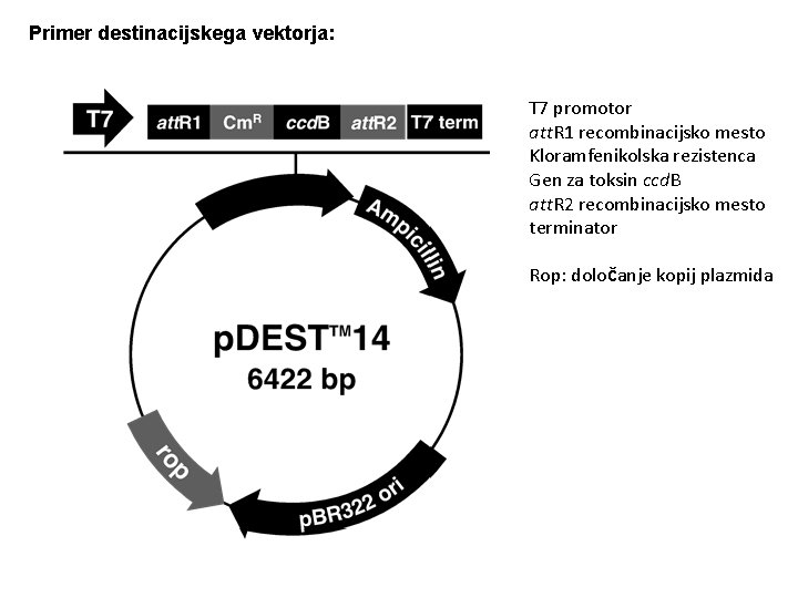 Primer destinacijskega vektorja: T 7 promotor att. R 1 recombinacijsko mesto Kloramfenikolska rezistenca Gen