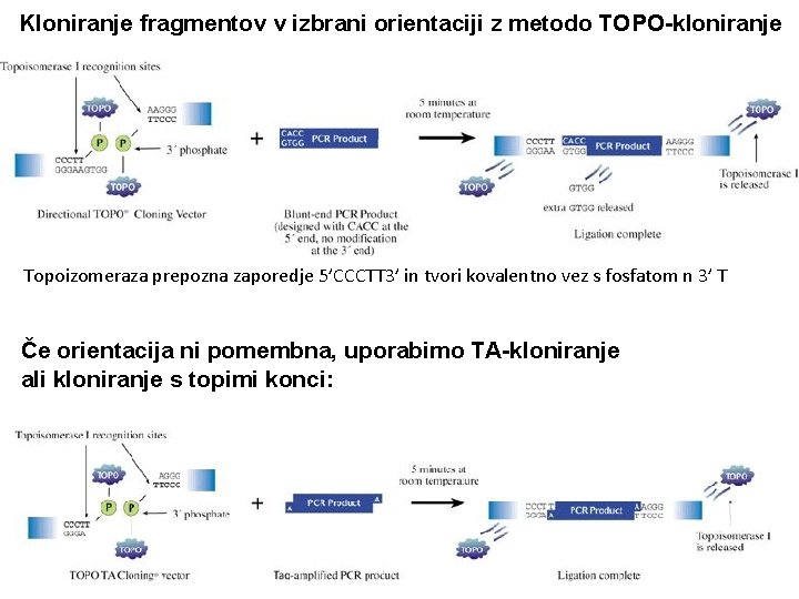 Kloniranje fragmentov v izbrani orientaciji z metodo TOPO-kloniranje Topoizomeraza prepozna zaporedje 5’CCCTT 3’ in
