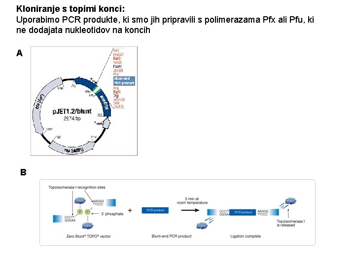Kloniranje s topimi konci: Uporabimo PCR produkte, ki smo jih pripravili s polimerazama Pfx