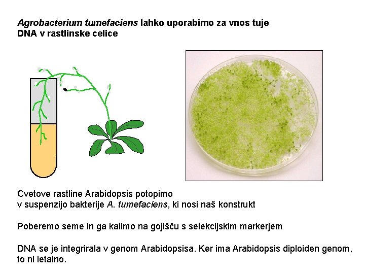 Agrobacterium tumefaciens lahko uporabimo za vnos tuje DNA v rastlinske celice Cvetove rastline Arabidopsis