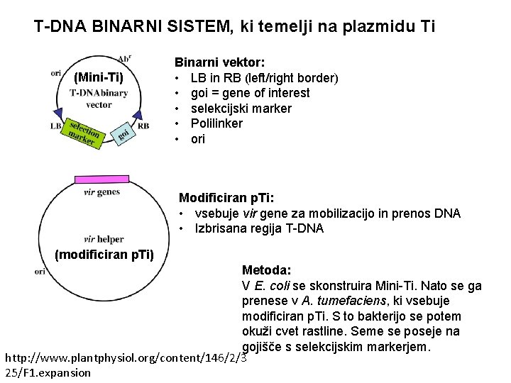 T-DNA BINARNI SISTEM, ki temelji na plazmidu Ti (Mini-Ti) Binarni vektor: • LB in