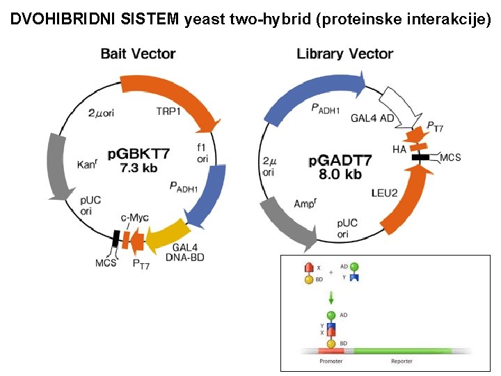 DVOHIBRIDNI SISTEM yeast two-hybrid (proteinske interakcije) 