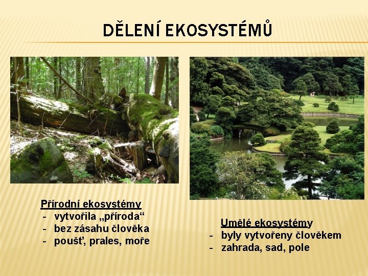 DĚLENÍ EKOSYSTÉMŮ Přírodní ekosystémy - vytvořila „příroda“ - bez zásahu člověka - poušť, prales,
