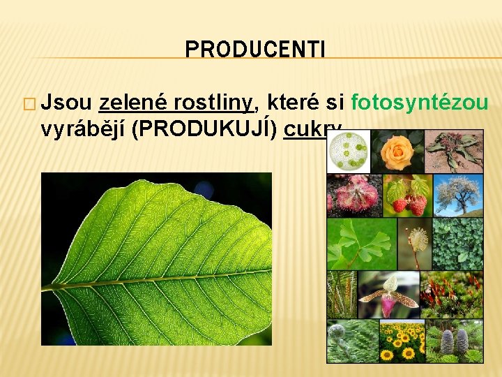 PRODUCENTI � Jsou zelené rostliny, které si fotosyntézou vyrábějí (PRODUKUJÍ) cukry. 