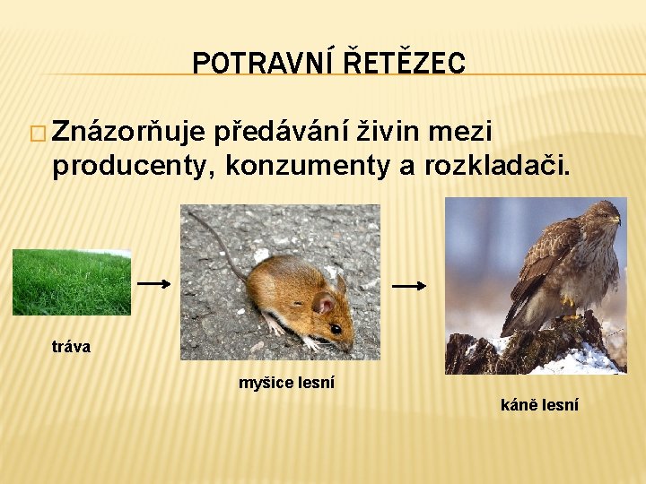 POTRAVNÍ ŘETĚZEC � Znázorňuje předávání živin mezi producenty, konzumenty a rozkladači. tráva myšice lesní