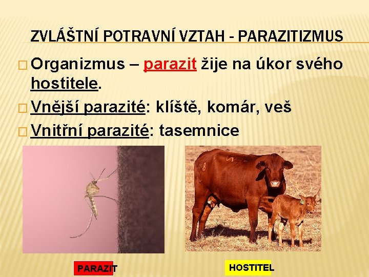 ZVLÁŠTNÍ POTRAVNÍ VZTAH - PARAZITIZMUS � Organizmus – parazit žije na úkor svého hostitele.