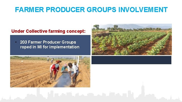 FARMER PRODUCER GROUPS INVOLVEMENT Under Collective farming concept: • 203 Farmer Producer Groups roped