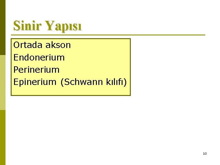 Sinir Yapısı Ortada akson Endonerium Perinerium Epinerium (Schwann kılıfı) 10 