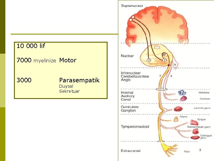 10 000 lif 7000 3000 myelinize Motor Parasempatik Duysal Sekretuar 2 