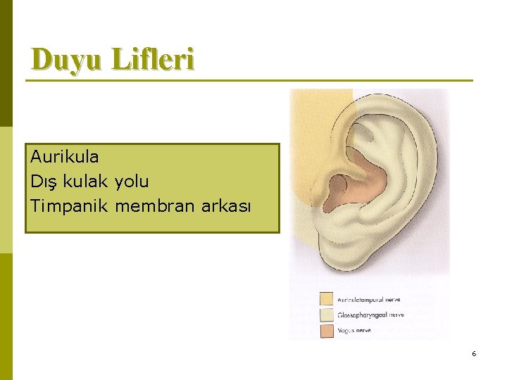 Duyu Lifleri Aurikula Dış kulak yolu Timpanik membran arkası 6 