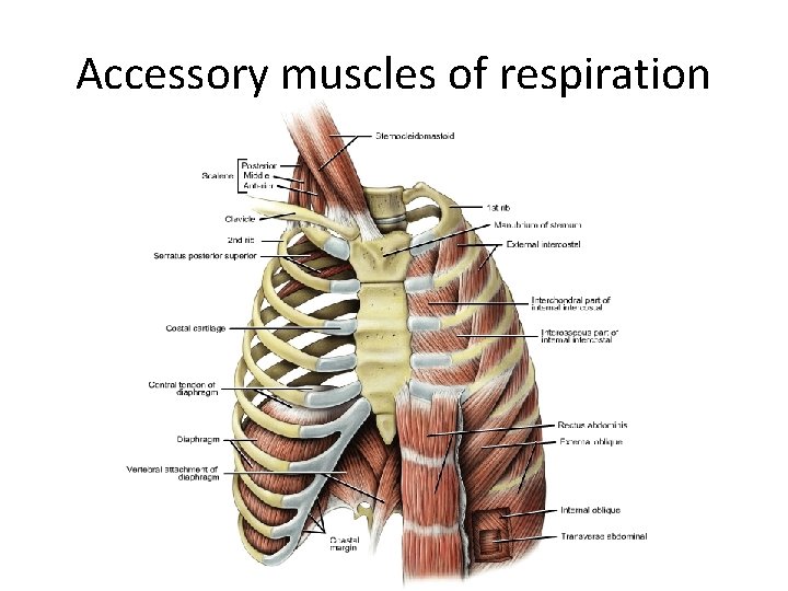 Accessory muscles of respiration Accessory muscles of respiration