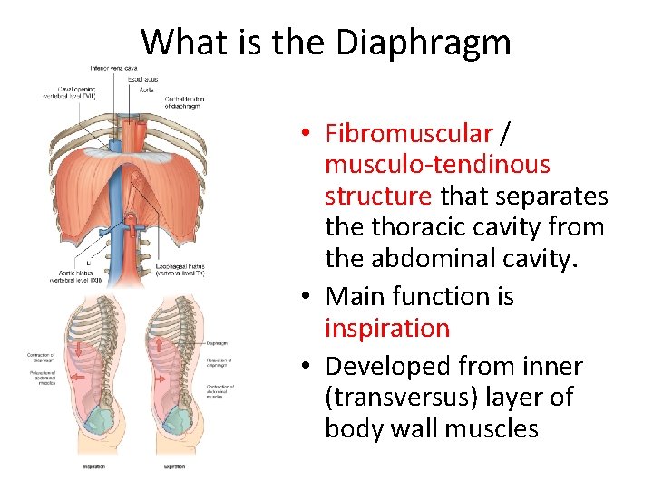 What is the Diaphragm • Fibromuscular / musculo-tendinous structure that separates the thoracic cavity What is the Diaphragm • Fibromuscular / musculo-tendinous structure that separates the thoracic cavity