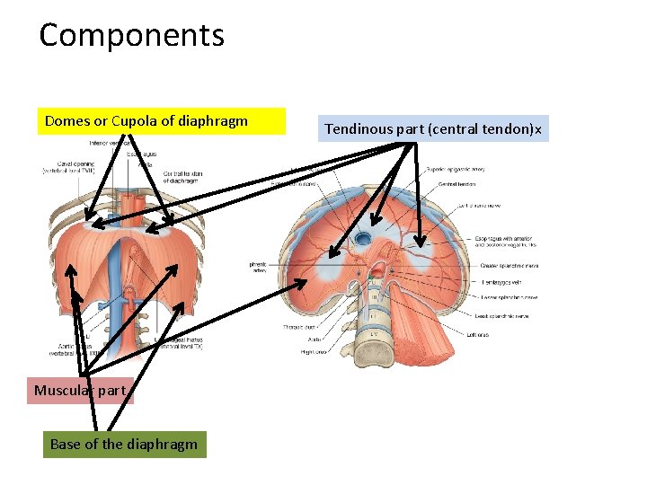 Components Domes or Cupola of diaphragm Muscular part Base of the diaphragm Tendinous part Components Domes or Cupola of diaphragm Muscular part Base of the diaphragm Tendinous part