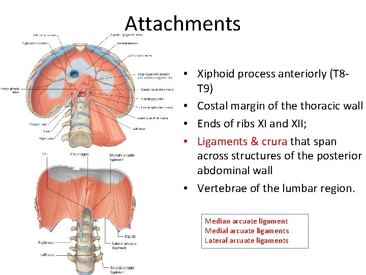 Attachments • Xiphoid process anteriorly (T 8 T 9) • Costal margin of the Attachments • Xiphoid process anteriorly (T 8 T 9) • Costal margin of the