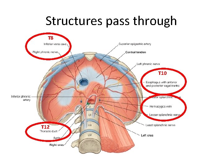 Structures pass through T 8 T 10 T 12 Structures pass through T 8 T 10 T 12