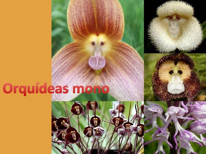 Orquídeas mono 