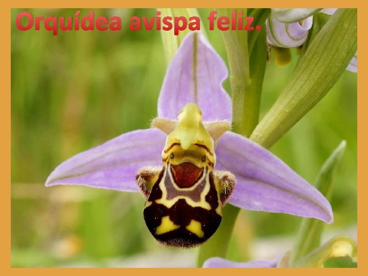 Orquídea avispa feliz. 