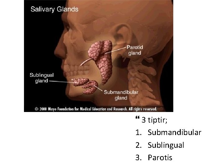  3 tiptir; 1. Submandibular 2. Sublingual 3. Parotis 