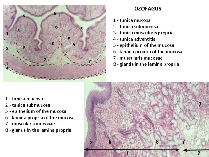 ÖZOFAGUS 1 - tunica mucosa 2 - tunica submucosa 3 - tunica muscularis propria