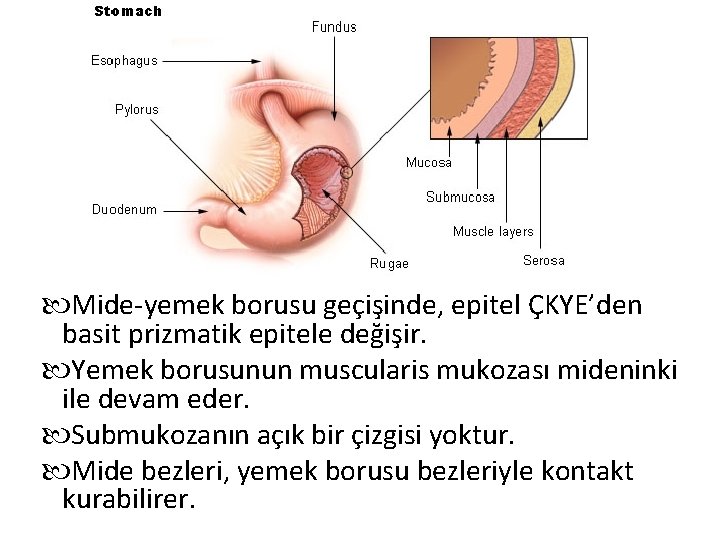  Mide-yemek borusu geçişinde, epitel ÇKYE’den basit prizmatik epitele değişir. Yemek borusunun muscularis mukozası