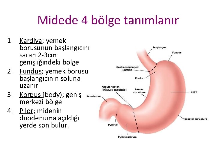 Midede 4 bölge tanımlanır 1. Kardiya; yemek borusunun başlangıcını saran 2 -3 cm genişliğindeki