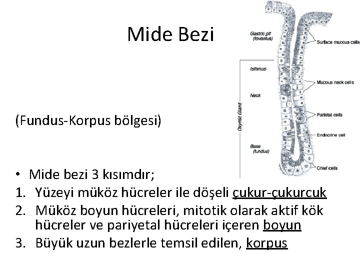 Mide Bezi (Fundus-Korpus bölgesi) • Mide bezi 3 kısımdır; 1. Yüzeyi müköz hücreler ile