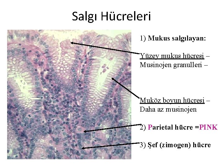 Salgı Hücreleri 1) Mukus salgılayan: Yüzey mukus hücresi – Musinojen granulleri – Muköz boyun