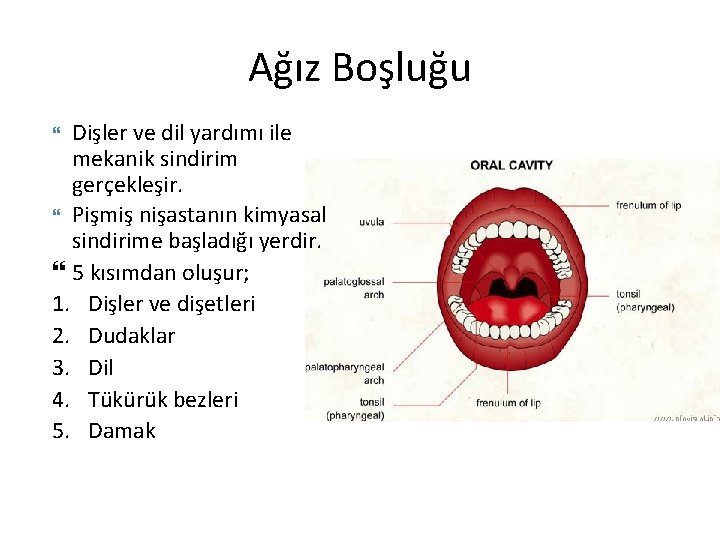 Ağız Boşluğu Dişler ve dil yardımı ile mekanik sindirim gerçekleşir. Pişmiş nişastanın kimyasal sindirime