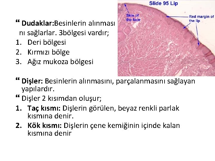  Dudaklar: Besinlerin alınması nı sağlarlar. 3 bölgesi vardır; 1. Deri bölgesi 2. Kırmızı