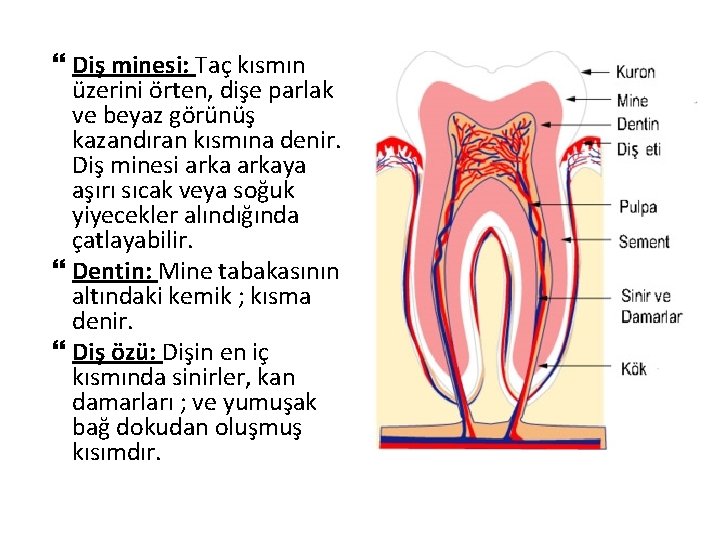  Diş minesi: Taç kısmın üzerini örten, dişe parlak ve beyaz görünüş kazandıran kısmına