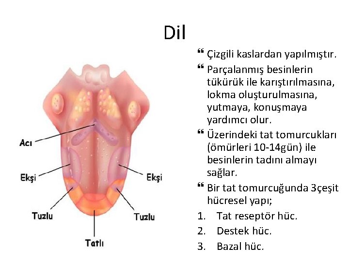 Dil Çizgili kaslardan yapılmıştır. Parçalanmış besinlerin tükürük ile karıştırılmasına, lokma oluşturulmasına, yutmaya, konuşmaya yardımcı