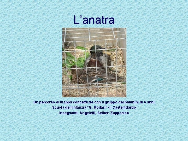 L’anatra Un percorso di mappa concettuale con il gruppo dei bambini di 4 anni
